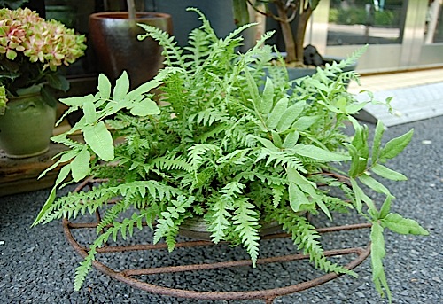 Pteridophyta .jpg