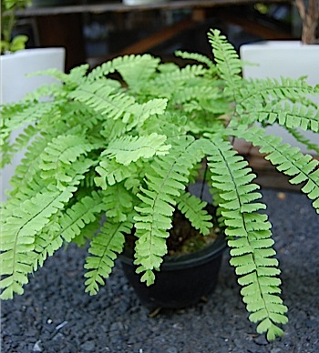 Pteridophyta.jpg