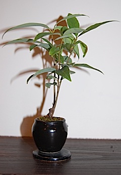 Q.myrsinifolia.tle.jpg