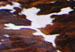 R0010502ss.JPG