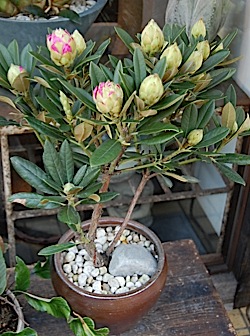 Rhododendron cvs.jpg