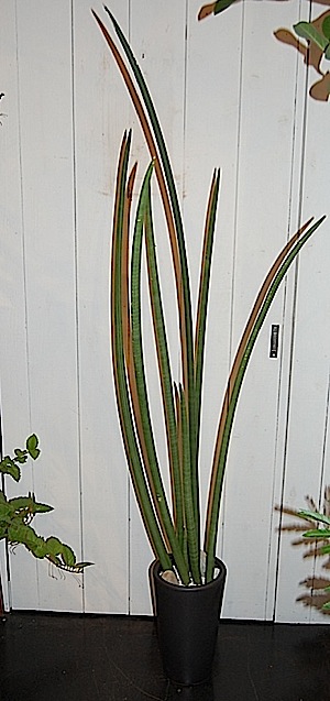 Sansevieria　stuckyi.tle.jpg