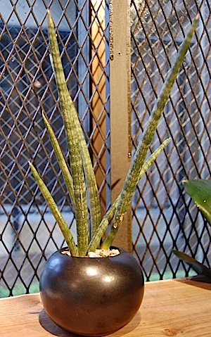 Sansevieria.jpg