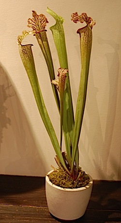 Sarracenia.tle.jpg