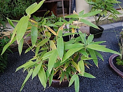 Sasa palmata ssp.tle.jpg