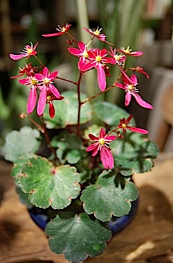 Saxifraga fortunei .tle.jpg