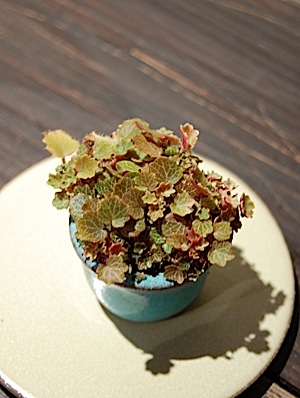 Saxifraga stolonifera .sm.jpg