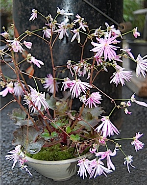 Saxifraga.tle2.jpg