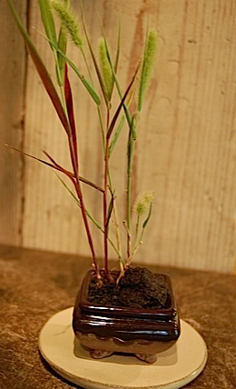 Setaria viridis.tle.jpg