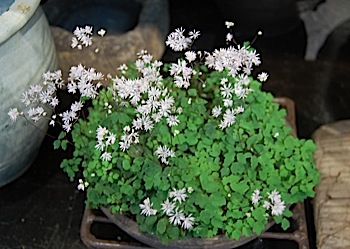 Thalictrum kiusianum.tle.jpg