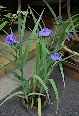 Tradescantia ohiensis.jpg