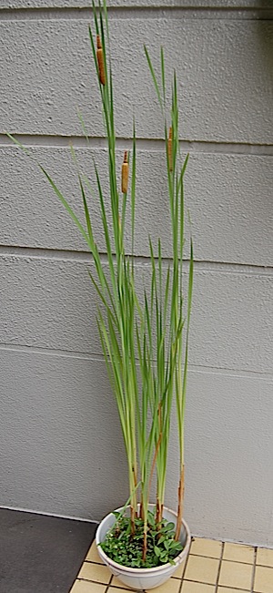 Typha latifolia.tle.jpg