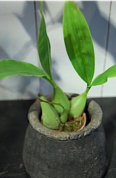 coelogyne.b.jpg