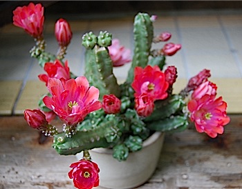 echinocereus coccineus.tle.jpg