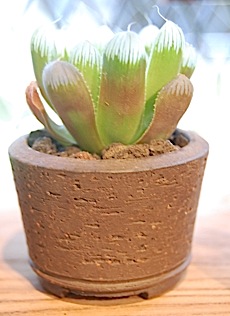 haworthia.tle.jpg