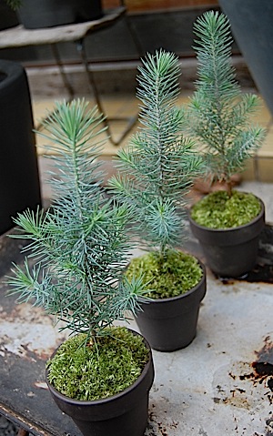 italian stone pine.tle.jpg