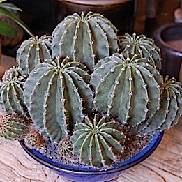 090123-h-thumb-300x300-1138.jpg