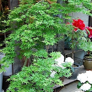 モミジ・流泉 - Collection : コレクション - NEO GREEN : ネオグリーン