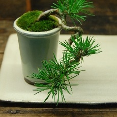 黒松　懸崖 黒松懸崖 - Collection : コレクション - NEO GREEN : ネオグリーン