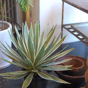 アガベ・アングスティフォリア - Collection : コレクション - NEO