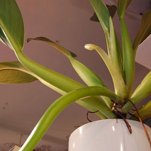 フィロデンドロン　キャニフォリウム　キャニホリウム　ホテイカズラ フィロデンドロン キャニフォリウム (キャニホリウム) (ホテイカズラ