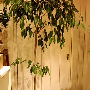 フィカス・ストリクタ - Collection : コレクション - NEO GREEN