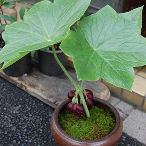 斑入り八角蓮 赤花 鉢ごと発送 斑入り八角蓮 赤花 鉢ごと発送 3株あり