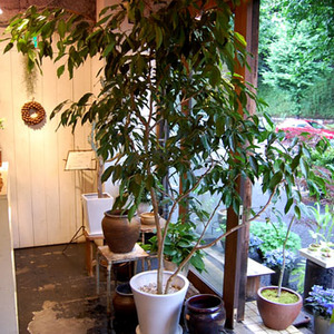 フィカス・ストリクタ - Collection : コレクション - NEO GREEN