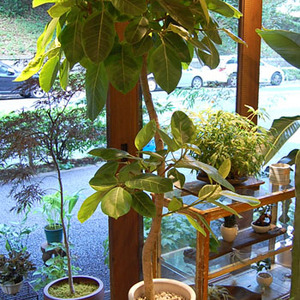 一点モノ】フィカス・アルテシマ〈朴仕立て〉空間を引き締めるデザイン