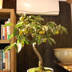 三河盆栽　山柿　盆栽 三河盆栽 山柿 盆栽