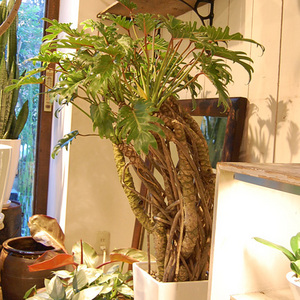 141217；h-thumb-300x300-7310.jpg
