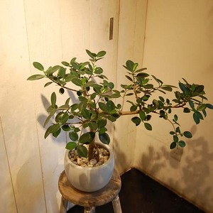 Amazon.co.jp: ガジュマル 尖閣ガジュマル センカクガジュマル