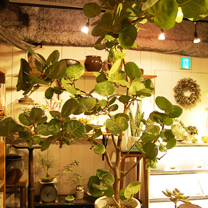 151111$h-thumb-300x300-8095.jpg