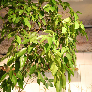 フィカス・ストリクタ - Collection : コレクション - NEO GREEN