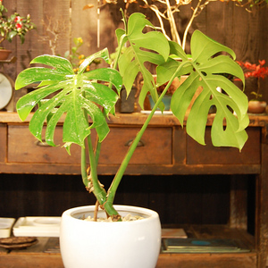 モンステラ・コンパクタ - Collection : コレクション - NEO GREEN