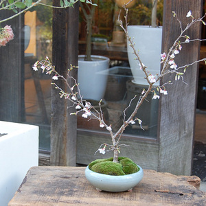 富士桜　湖上の舞　大品　特大サイズ 160325kh-thumb-300x300-8431.jpg