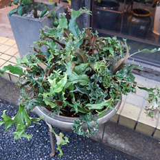 ヒトツバ獅子葉 - Collection : コレクション - NEO GREEN : ネオグリーン