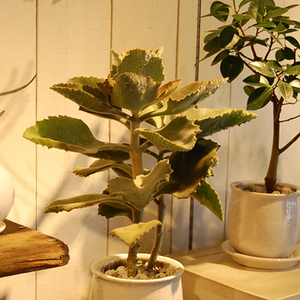 カランコエ・ベハレンシス・ファング - Collection : コレクション