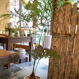 サイカス デバオエンシス3.5号 250923 サイカス デバオエンシス3.5号