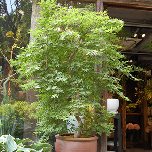 モミジ　流泉　/154 170527h-thumb-300x300-9712.jpg