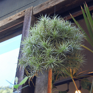 #エアープランツクランプ　ティランジア　ベルゲリー大型クランプ チランジア・ベルゲリー・クランプ - Collection : コレクション - NEO