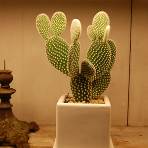 専用！多肉植物^o^  バニーカクタス バニーカクタス - Collection : コレクション - NEO GREEN : ネオグリーン