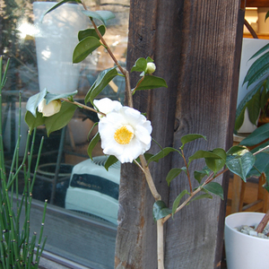 加茂本阿弥　椿 椿（加茂本阿弥） - Collection : コレクション - NEO GREEN : ネオ