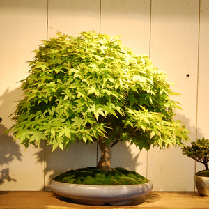 ☆盆栽：超人気のモミジ八房／鹿島／小品盆栽／佐賀県鹿島市産