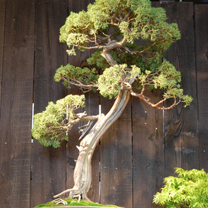 ビャクシン　盆栽 チャーム（charm） （山野草）盆栽 ビャクシン 糸魚川真柏 4号（1