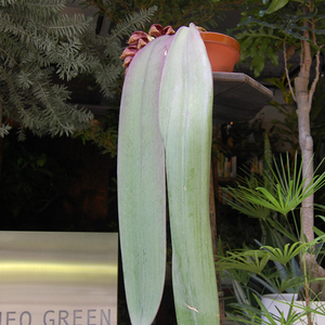 バルボフィラム ファレノプシス Bulbophyllum phalaenopsis
