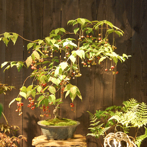 山採りツリバナマユミ 希少。切り戻し本株立2.7M(鉢底から) 楽天市場】【ツリバナマユミ】 ニシキギ科 株立ち 自然風樹形 樹高H