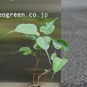 インドボダイジュ - Collection : コレクション - NEO GREEN : ネオ