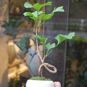 イチョウの木 樹木の四季500 イチョウ - 里山コスモスブログ