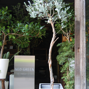 ユーカリ・グニー - Collection : コレクション - NEO GREEN : ネオ